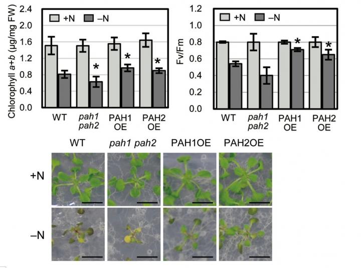 Comparison of Chlorophyll Content and Photosynthetic Activity Under Nitrogen Starvation