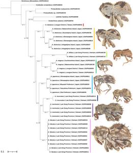 Phylogenetic tree of eight Aphanerostethus species