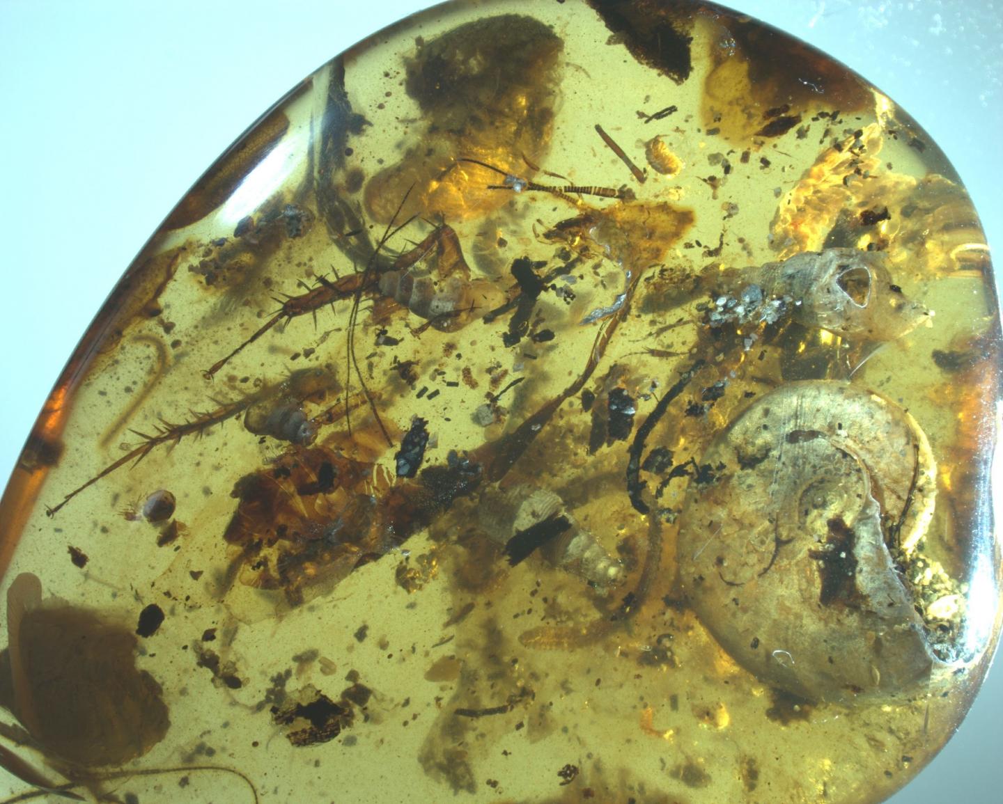 Amber Piece Showing Most Large Inclusions