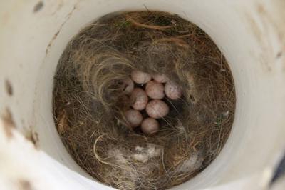 Chickadee Nest with Eggs