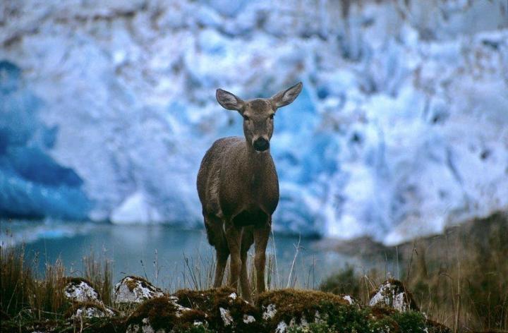 Huemul Deer