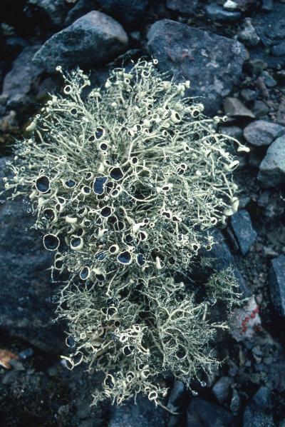 Antarctic Lichen