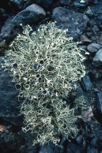 Antarctic Lichen