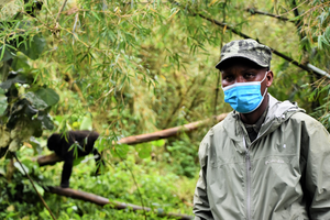 Dr. Noel in mask with baby gorilla in background