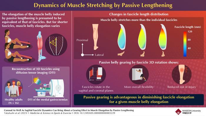 Dynamics of muscle stretching by passive lengthening