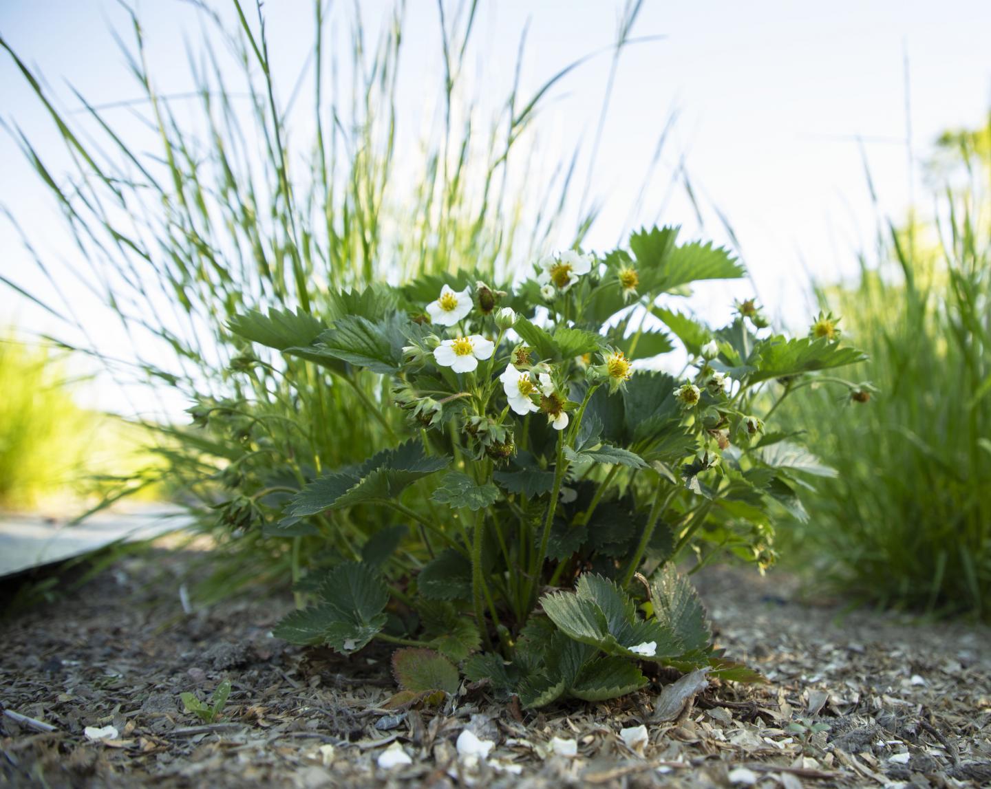 Strawberry and Meadow Fescue