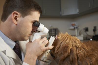 András Komáromy, Michigan State University