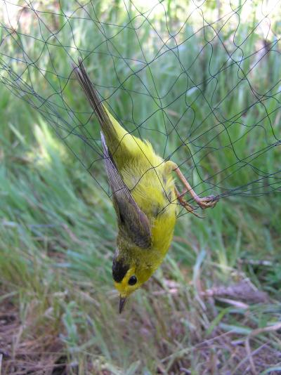 Wilson’s Warbler in a Mist Net