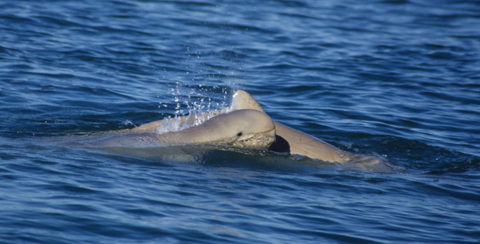 snubfin dolphin