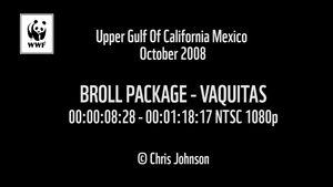 Vaquitas in the Gulf of California