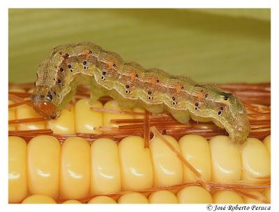 <I>Helicoverpa zea</I> Caterpillar on Corn