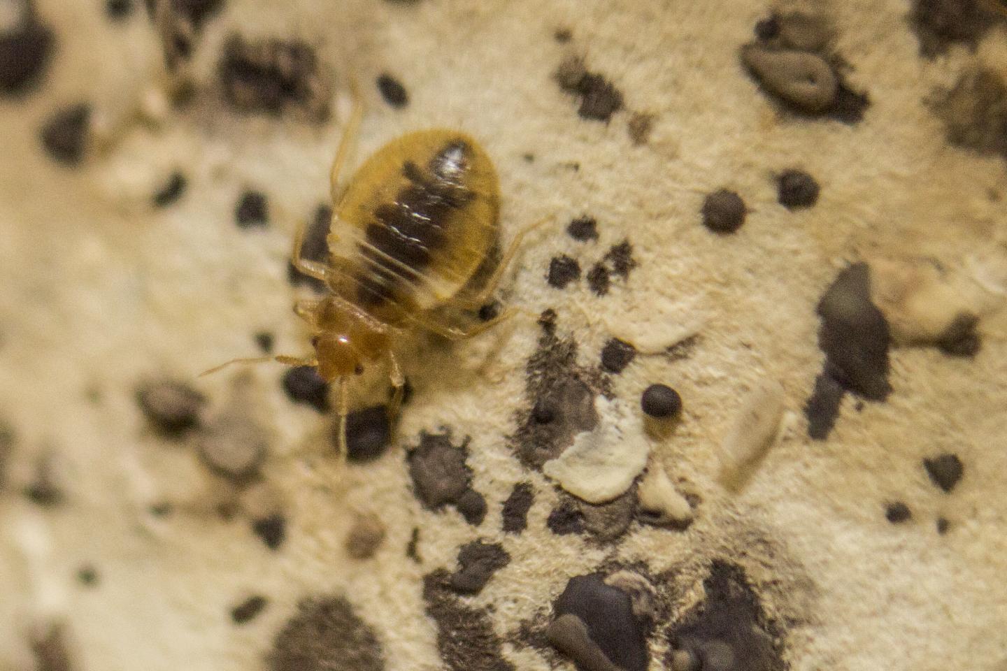 Bed Bugs Can Transmit Parasite