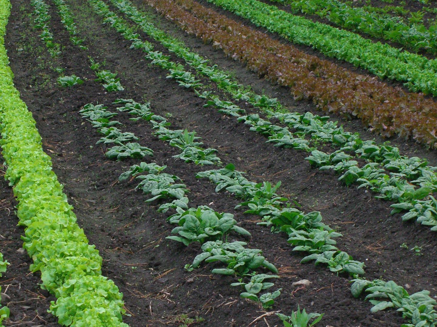 Lettuce rows