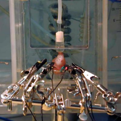 Improved Langendorff Heart Apparatus