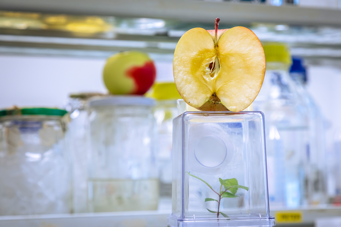 apple-microbiome-by-lunghammer-tugraz.jpg