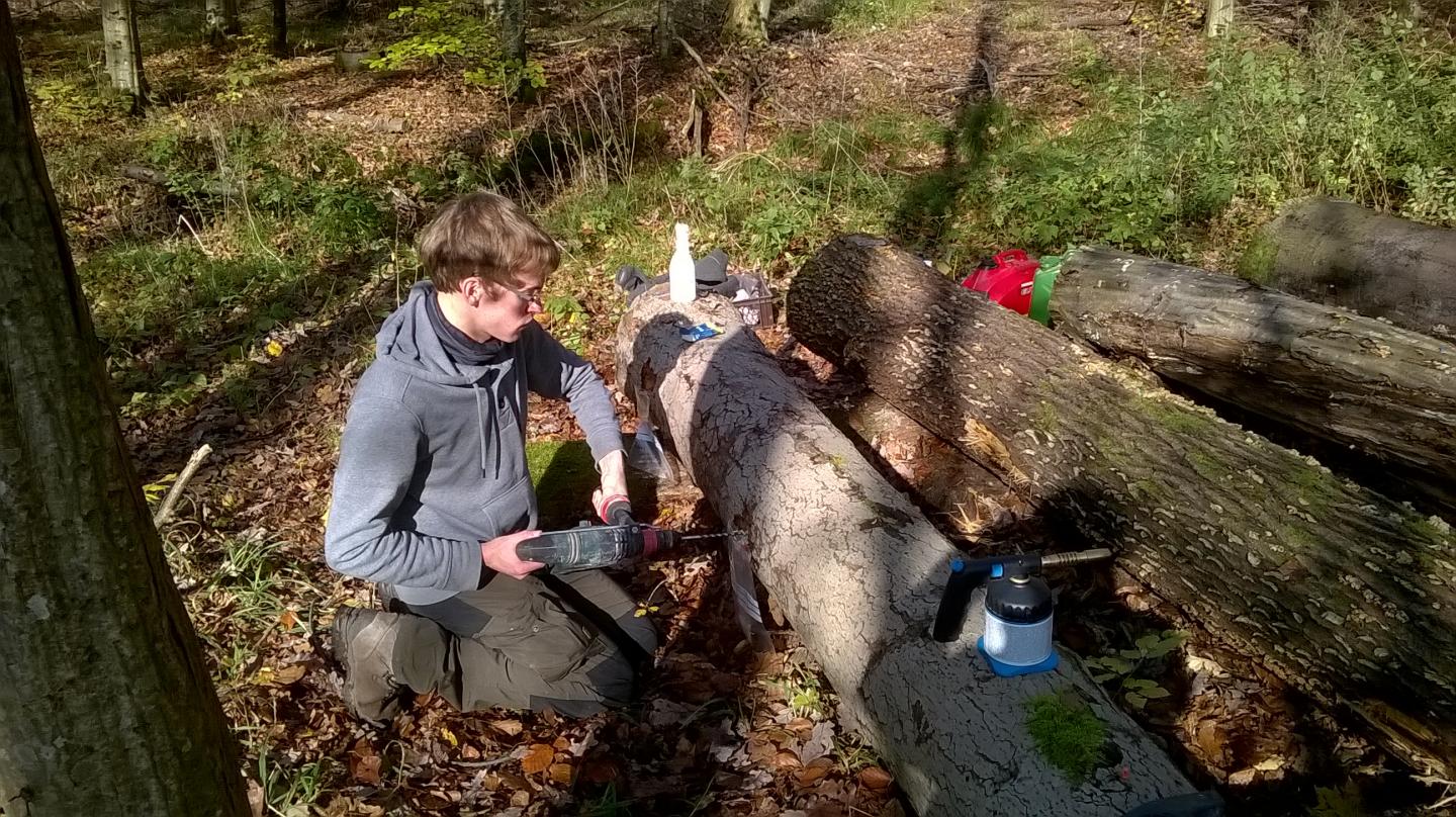Taking Dead Wood Samples