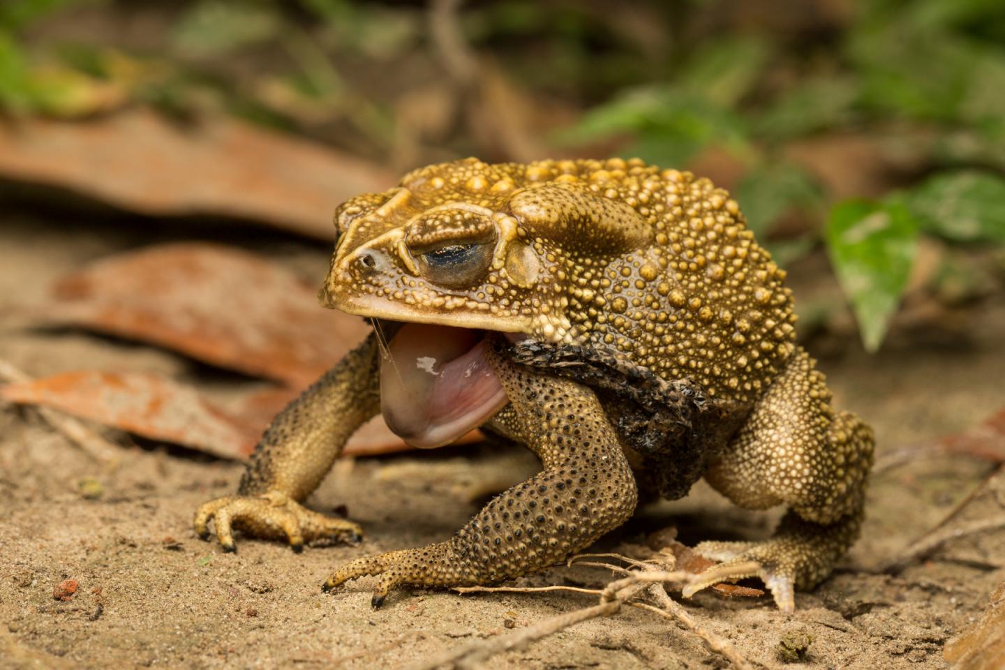 Cane Toads Have a Salty Secret to Protect Themselves when Shedding Skin