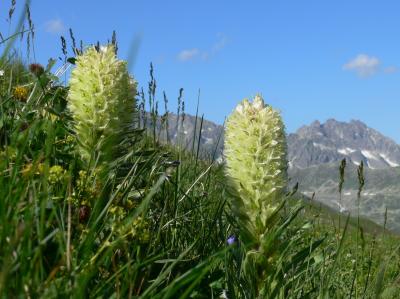 Yellow Bellflower