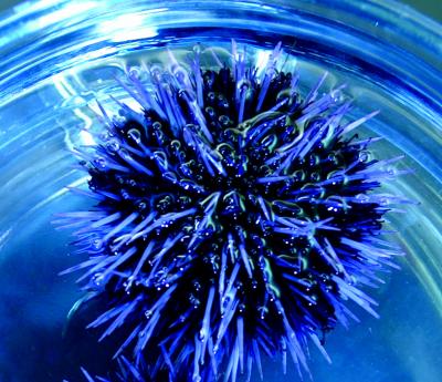 <i>Strongylocentrotus purpuratus</i> -- Purple Sea Urchin