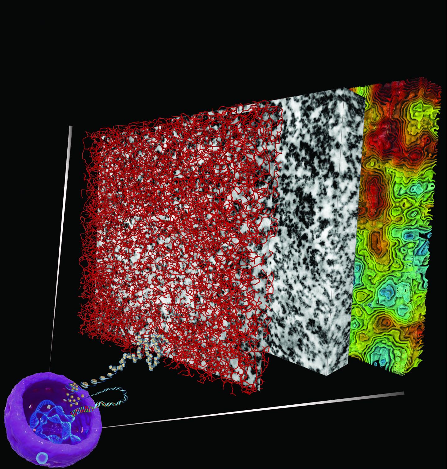 Will This Technique Unwind the Mysteries of Chromatin Structure? (1 of 1)