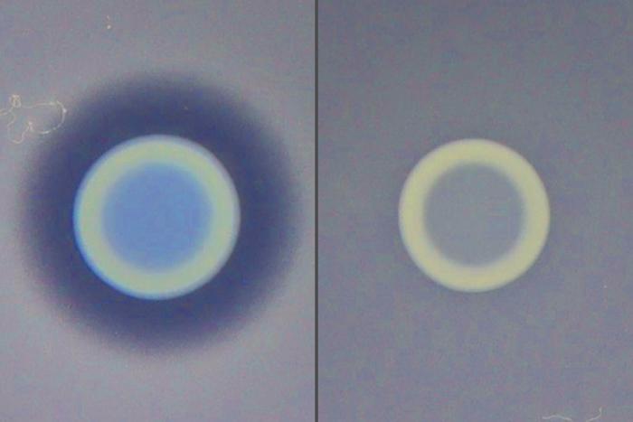 Two cholera strains compete on an agar plate