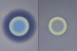 Two cholera strains compete on an agar plate