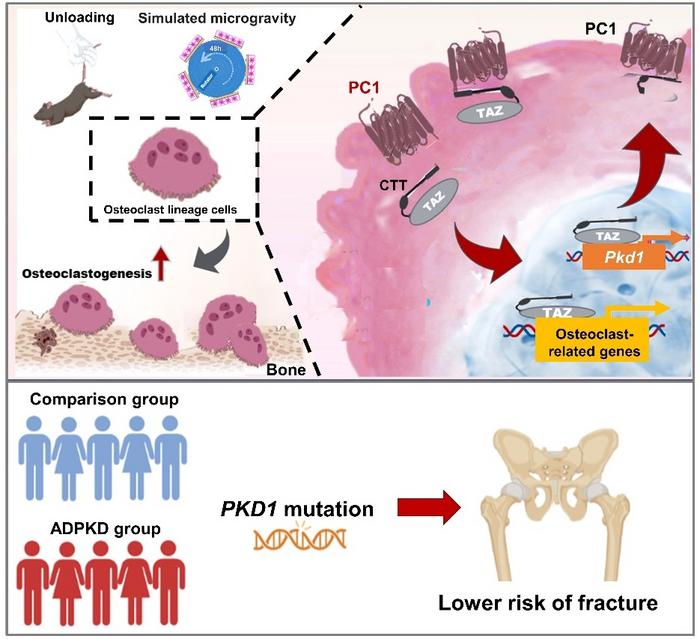 Schematic diagram of PC1-mediated mechanical regulation of bone resorption