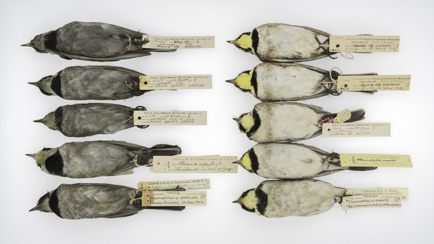 Horned Larks