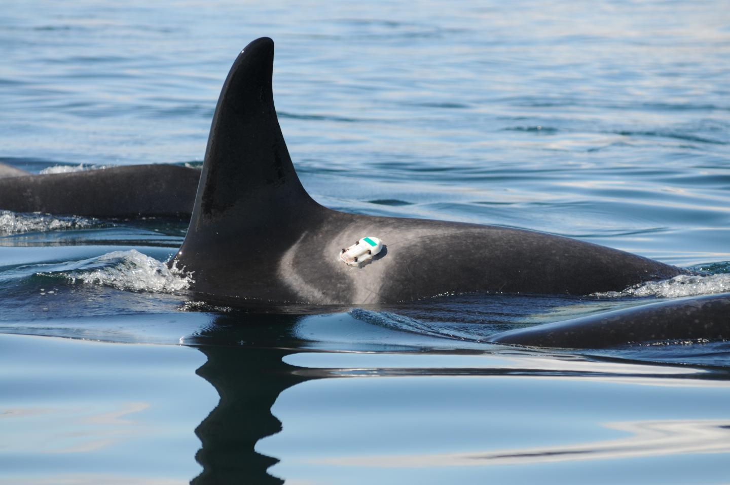 Acoustic Tags on Orca Whales
