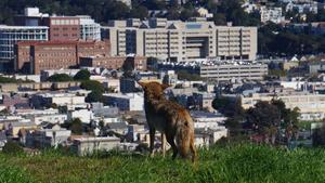 Coyote overlooks San Francisco