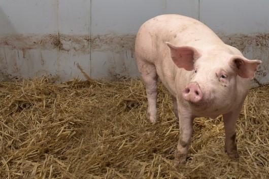 Happy as a Pig in Muck?