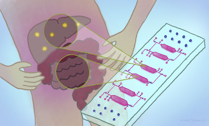 Two-organ chip in fatty liver