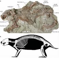 Serafino Original Fossil Madagaskar Ammonit 150 Millionen Jahre alt Jurassic Real Fossil 2,5-3,8 cm