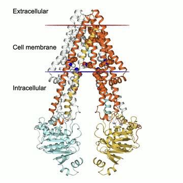 iCeMS Ueda ABCB1 protein squeezing video