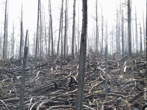 Forest after Fire