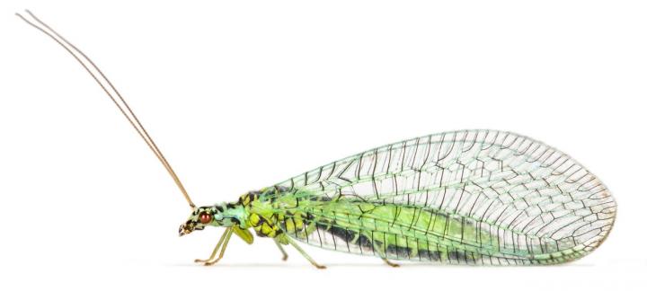 Green Lacewing (<i>Chrysopa perla</i>)