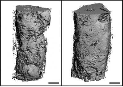 Bone Formation Guldberg