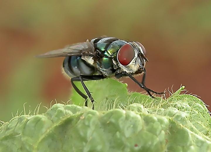 Housefly