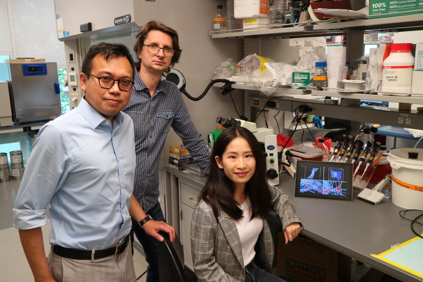 Research team behind blood clotting computational model