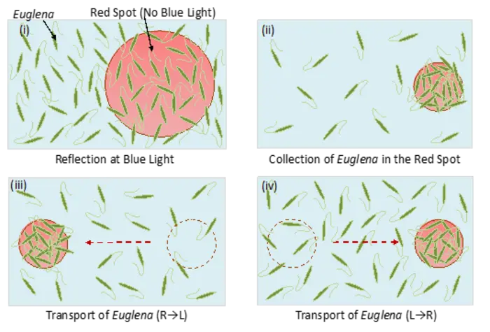 Figure 1: Mechanism for trapping and moving Euglena swarms.