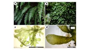 Independent gametophytes of Hymenasplenium murakami-hatanakae.