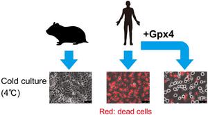 Effects of Gpx4 on cells in cold cultures