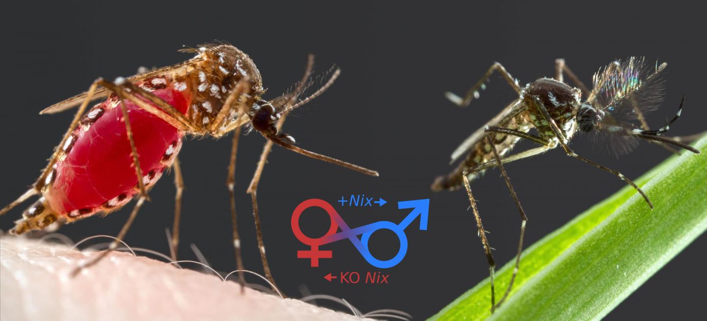 Mosquito Control IMAGE EurekAlert Science News Releases