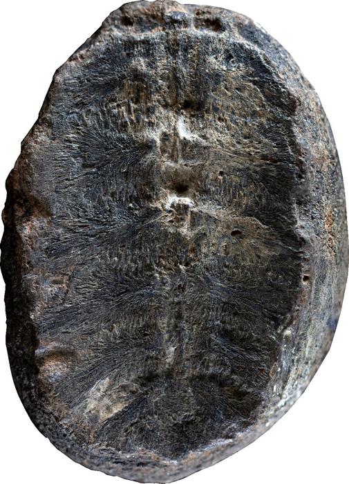 Fossil turtle shell