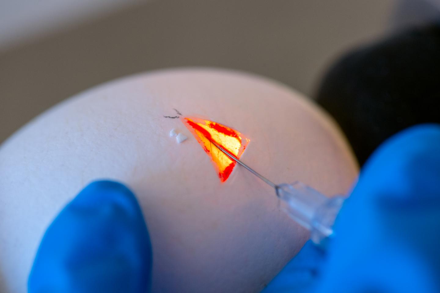 Chickens embryos with integrated genetic scissors
