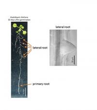 Lateral Roots of <em>Arabidopsis thaliana</em>