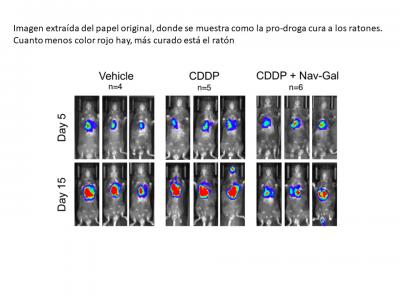 A New Compound Removes Senescent Cells and Reduces Toxicity in Cancer Treatment