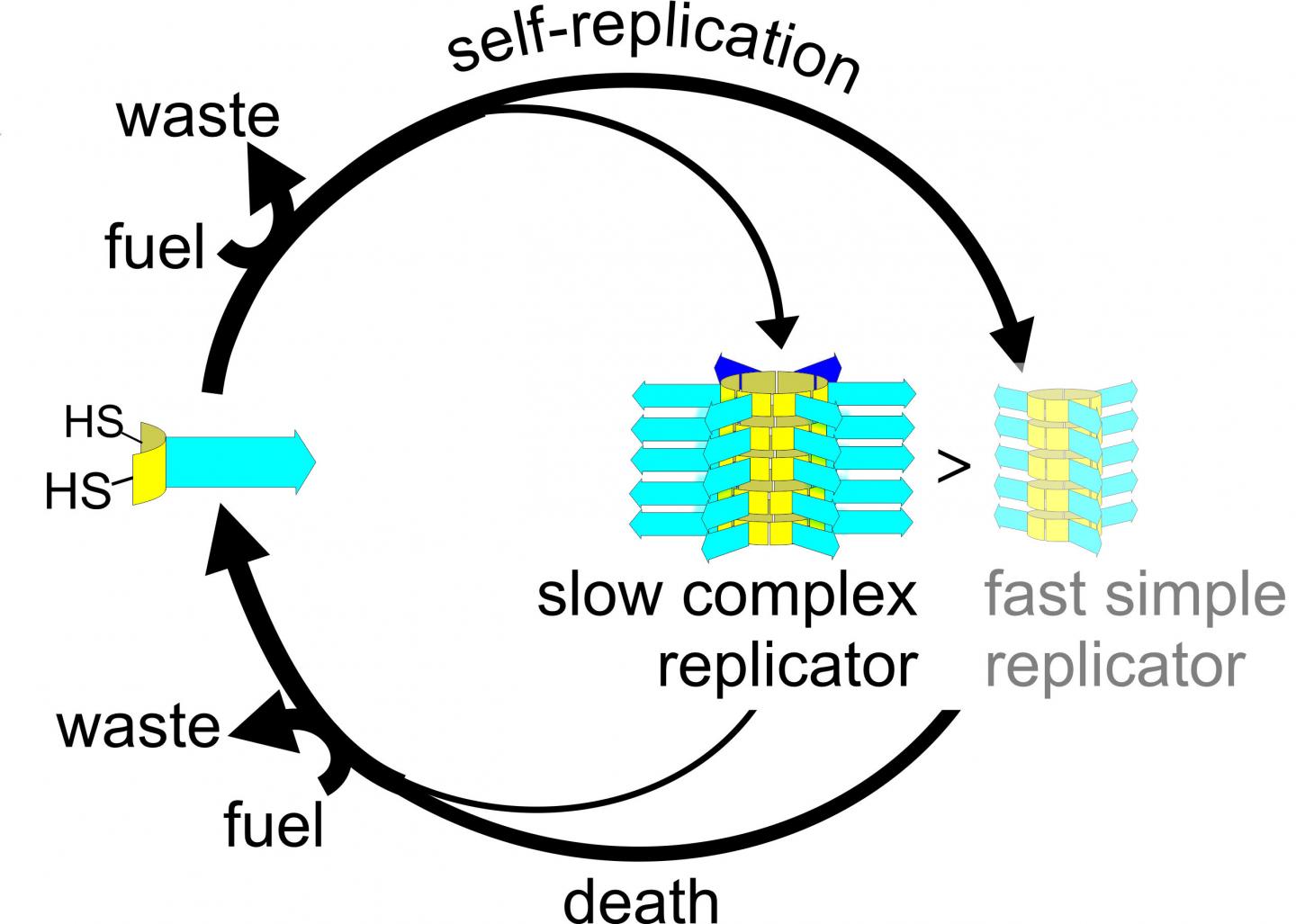Life cycle of complex and simple replicators