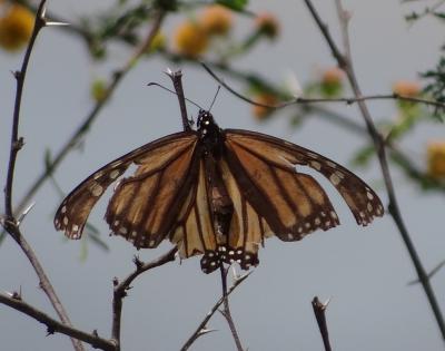 For Monarchs to Fly North, First They've Got to Chill