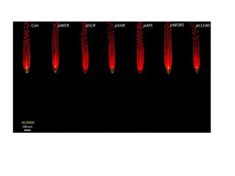 Single-nuclei tracking analysis in response to cell-type-specific auxin induction. Red: 35S:H2B-RFP (marking nuclei). Green: DR5:VENUS (auxin response marker).